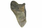 Bargain, Fossil Megalodon Tooth - South Carolina #172167-1